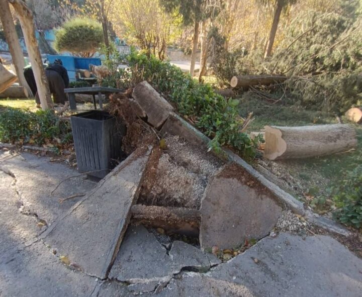 فیلم| خسارت به فضای سبز و المان‌های شهری ایلام در اثر وزش باد شدید در  شبانه‌روز گذشته