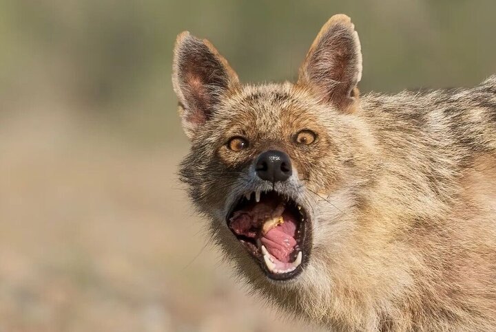 فیلم‌های منتشر شده در فضای مجازی مبنی بر حضور گرگ در شهرکرد صحت ندارد