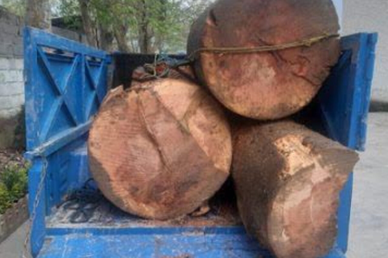 کشف و ضبط ۱۵ تن چوب‌آلات جنگلی قاچاق در آمل