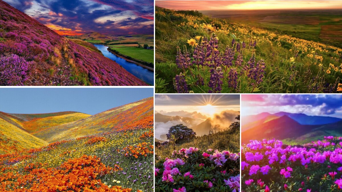 دره گلهای جهان کجاست؟