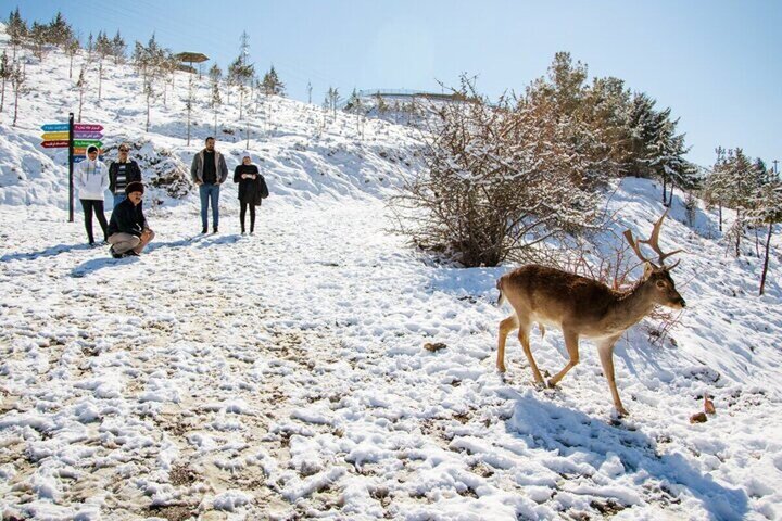 نزدیک شدن حیات‌وحش به مناطق مسکونی در سرمای هوا/ تماس با ۱۵۴۰ در صورت مشاهده حیوانات