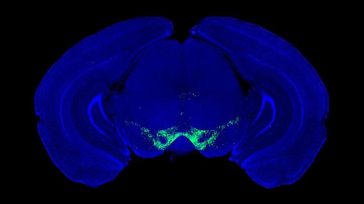 دوپامین «پدال گاز» نیست، روغن موتور است