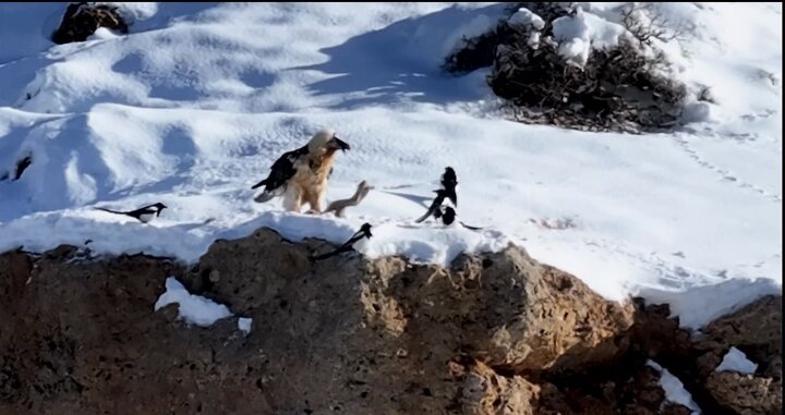 مشاهده همای سعادت در منطقه حفاظت‌شده قیصری