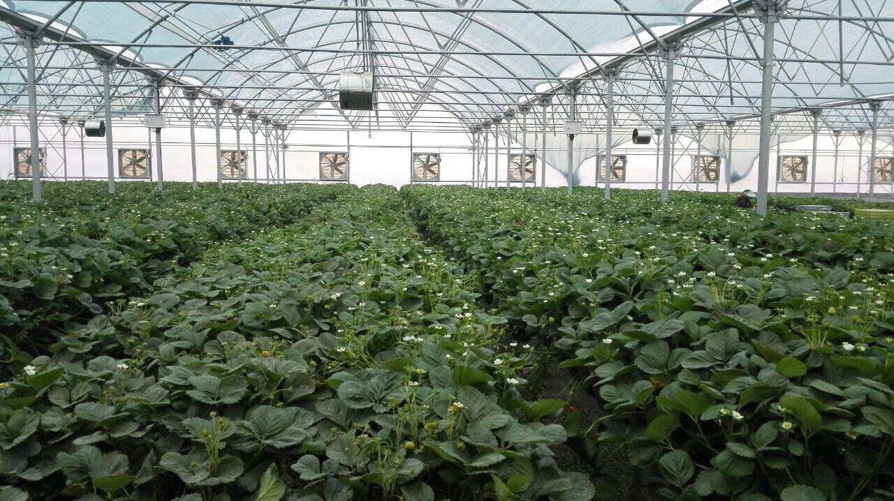 چرا «محصول سالم» در بازار ایران بیمشتری مانده است؟