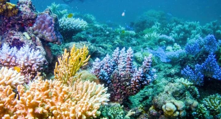 نمادین‌ترین جاذبه‌های گردشگری جهان از صخره مرجانی تا لانه ببر