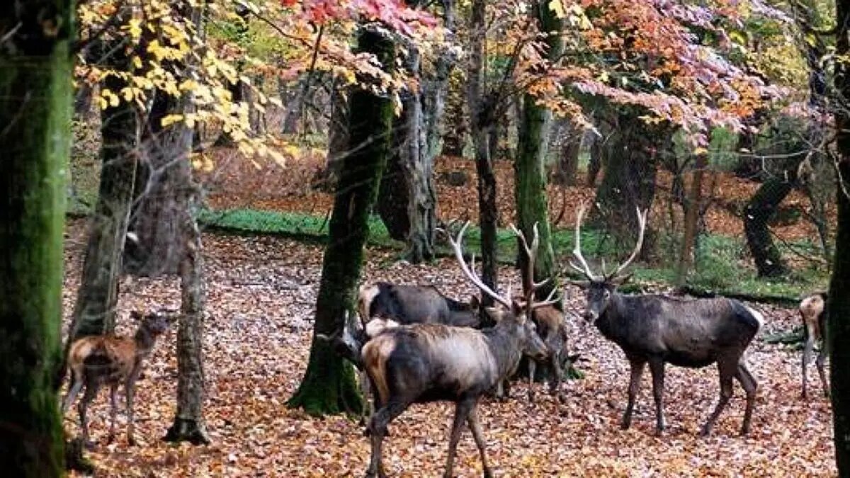 قدیمی‌ترین پارک ملی ایران؛ شکوه طبیعت در محاصره تهدیدها