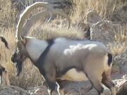 حضور ۴ کل وحشی در منطقه شکارممنوع مرور میبد