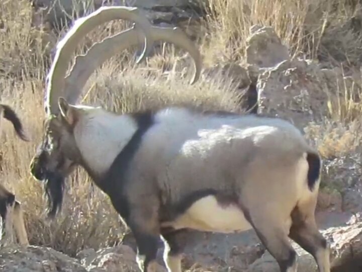 حضور ۴ کل وحشی در منطقه شکارممنوع مرور میبد