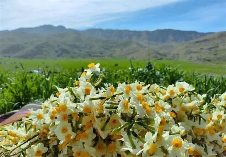فیلم| برداشت نرگس از نرگس زارهای روستای نوآباد بخش اسیر شهرستان مهر