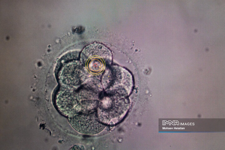 تصویری از یک جنین در روزهای نخستین