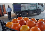 صادرات ۴۰ هزار تن مرکبات مازندران در سال‌جاری