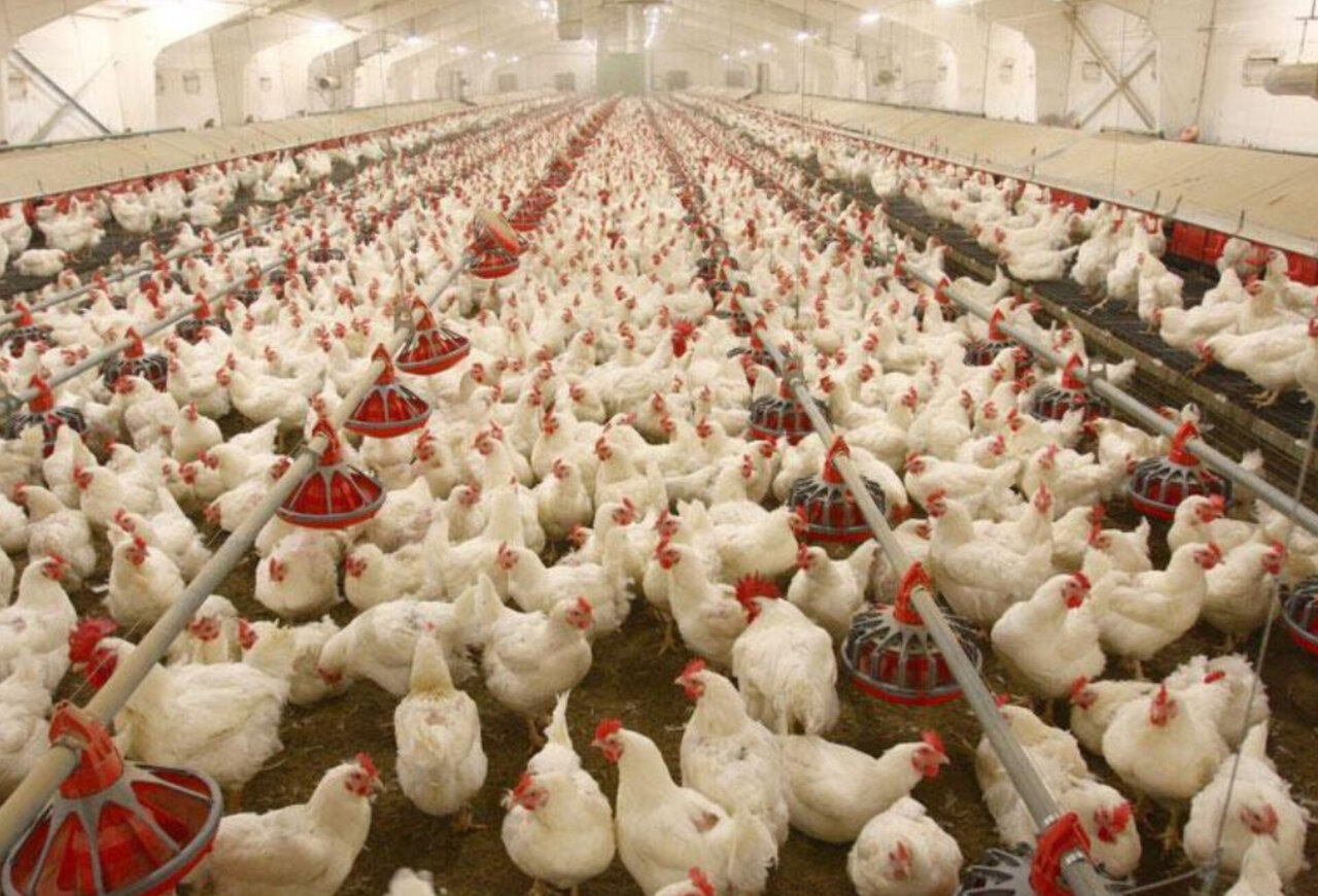 رد پای توسعه در اراضی شوره زار / خلق ثروت در زمین‌های بی‌حاصل