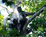 میمون‌های عنکبوتی چطور «اطلاعات داخلی» را با هم رد و بدل می‌کنند