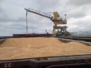 هیچ خللی در واردات دامی استان مازندران وجود ندارد