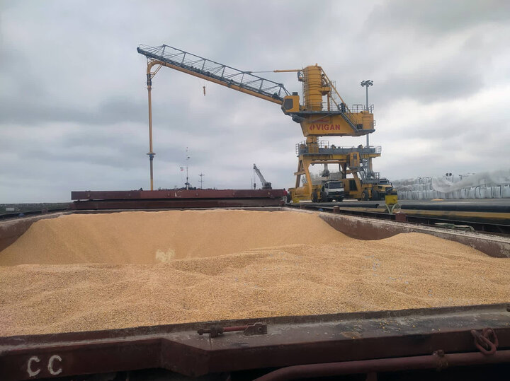 هیچ خللی در واردات دامی استان مازندران وجود ندارد