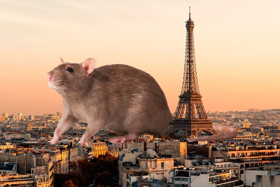 جدال پاریس با موش‌ها