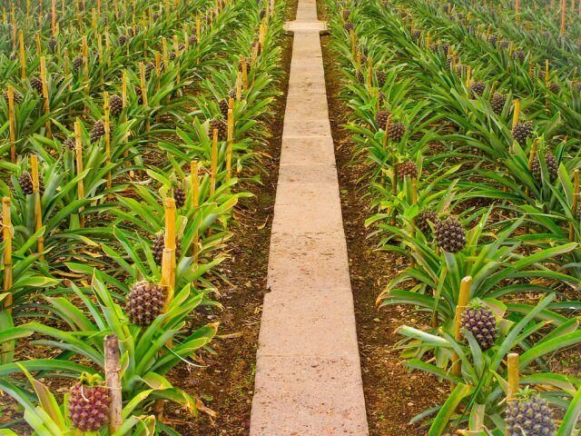 رد پای توسعه در اراضی شوره زار / خلق ثروت در زمین‌های بی‌حاصل