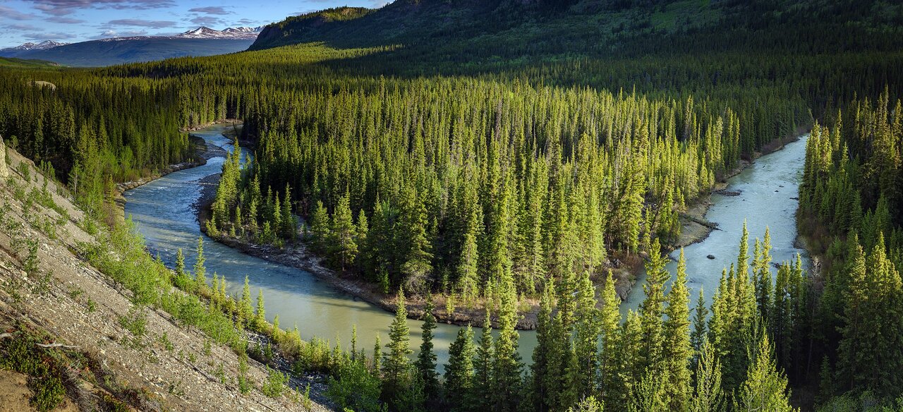 تایگا و فرصت طلایی برای مهار دیاکسیدکربن جهانی