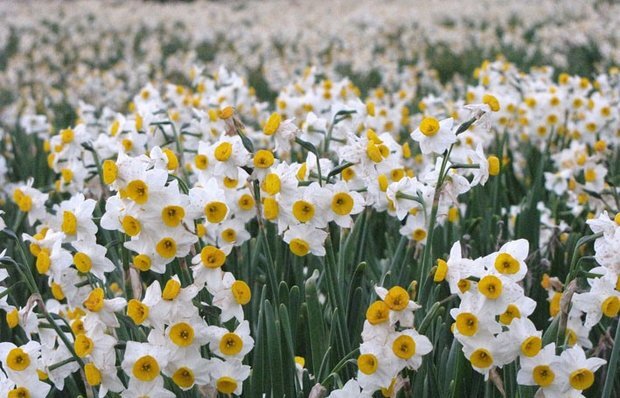 فارس؛ سرزمین طلایی نرگس در قلب زمستان