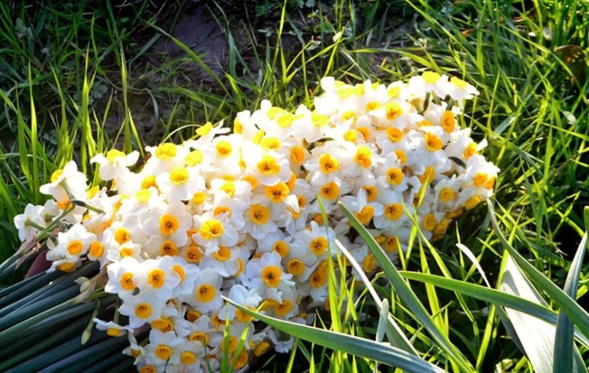 فارس؛ سرزمین طلایی نرگس در قلب زمستان