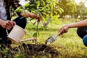 درختیاری، رویکرد نوین منابع طبیعی کردستان برای پایداری فضای سبز