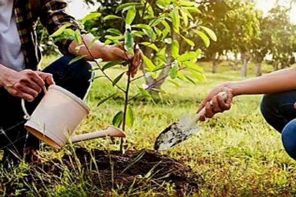 درختیاری، رویکرد نوین منابع طبیعی کردستان برای پایداری فضای سبز