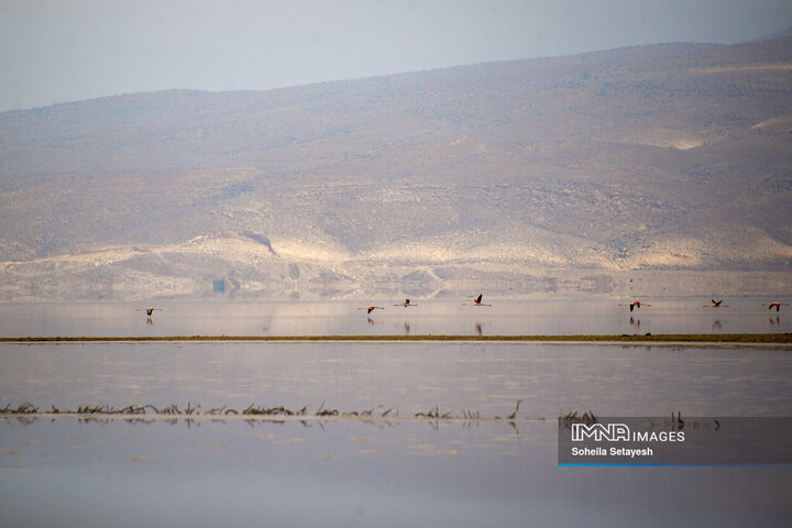 دریاچه مهارلو؛ آینه‌ای صورتی از آرامش در دل طبیعت فارس