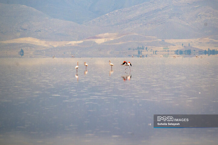 دریاچه مهارلو؛ آینه‌ای صورتی از آرامش در دل طبیعت فارس