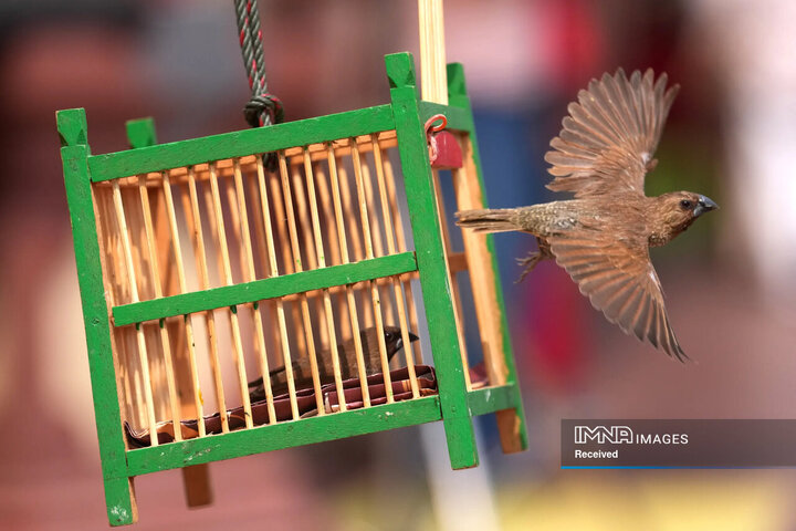 مراسم سال نوی چینی