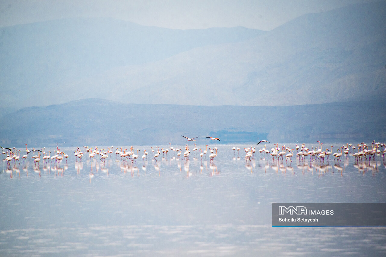 دریاچه مهارلو؛ آینه‌ای صورتی از آرامش در دل طبیعت فارس