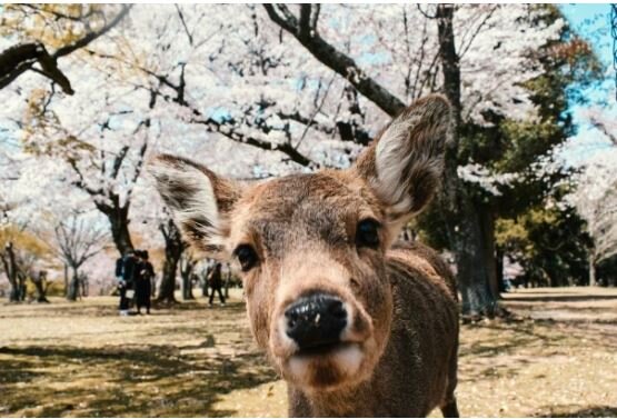 ژاپن دنیایی متفاوت از دنیای دیجیتال و مدرن