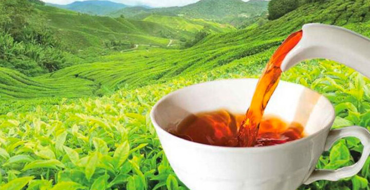 «باغ چای جهان» کجاست؟