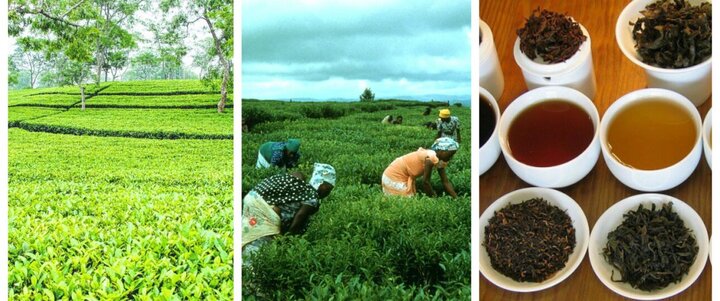 قیمت خرید تضمینی برگ سبز چای اعلام شد