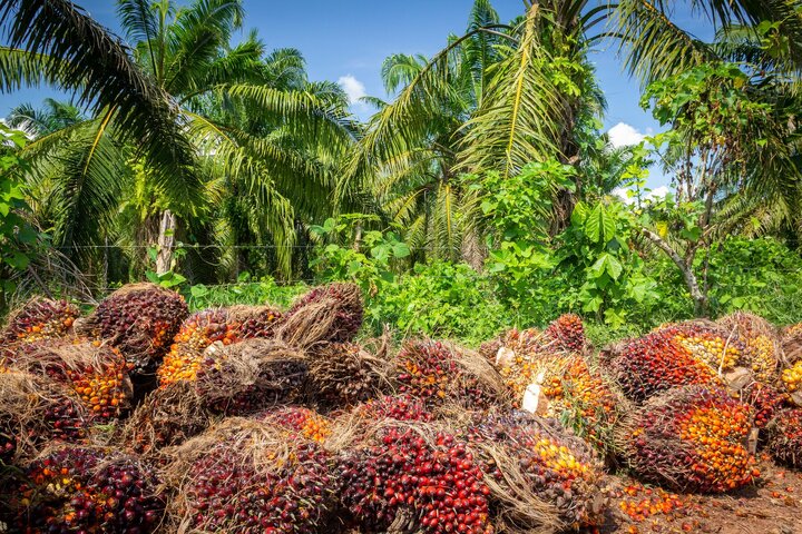 اندونزی در مسیر ارتقای نفوذ در بازارهای جهانی با صنعتی‌سازی