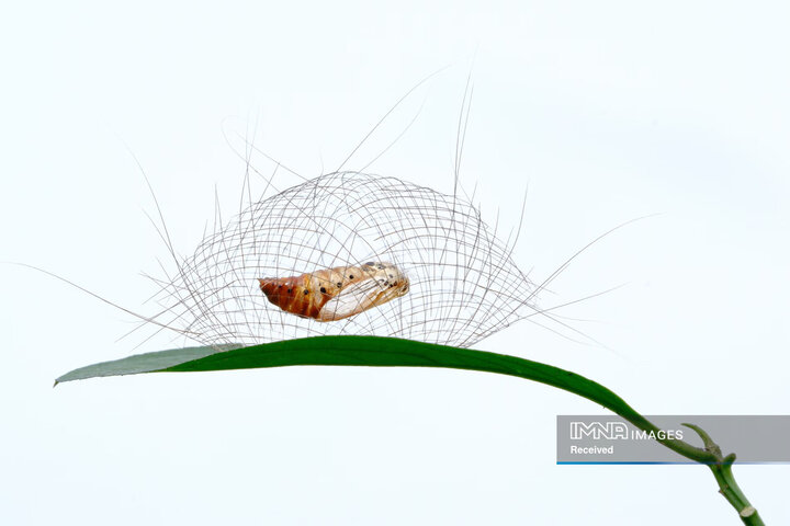 برندگان جایزه عکاسی طبیعت 2026