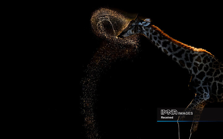 برندگان جایزه عکاسی طبیعت 2026