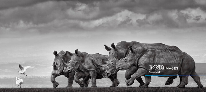 برندگان جایزه عکاسی طبیعت 2026