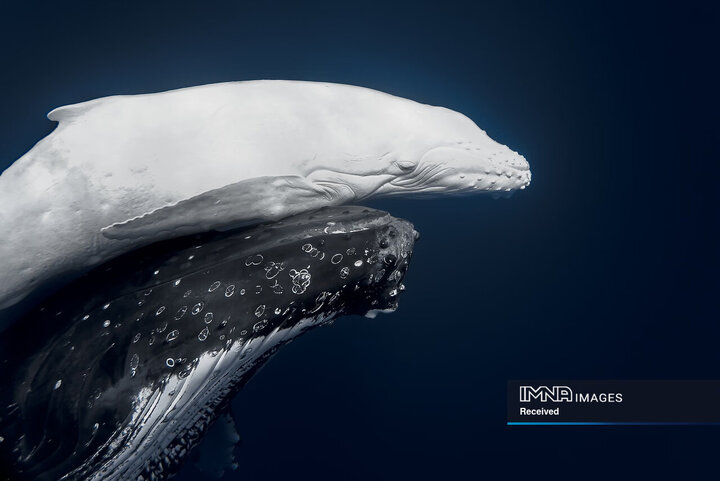 برندگان جایزه عکاسی طبیعت 2026