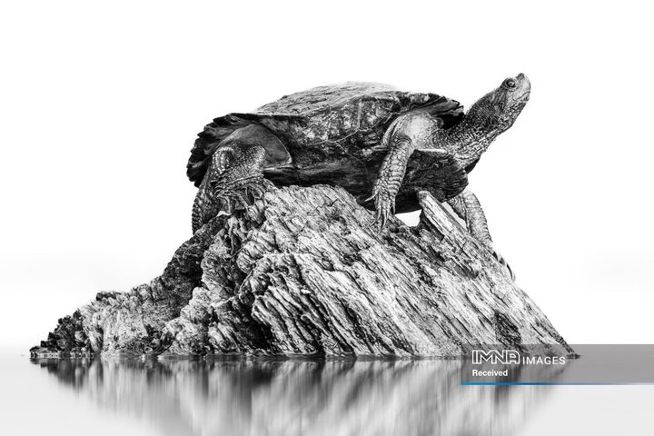 برندگان جایزه عکاسی طبیعت 2026