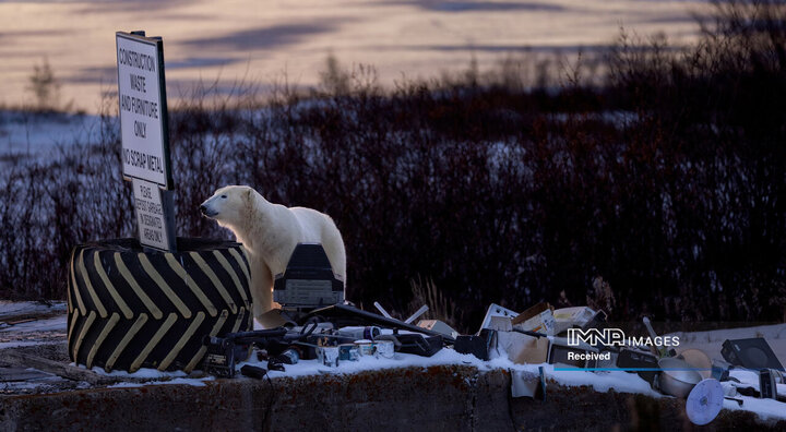 برندگان جایزه عکاسی طبیعت 2026