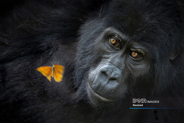 برندگان جایزه عکاسی طبیعت 2026