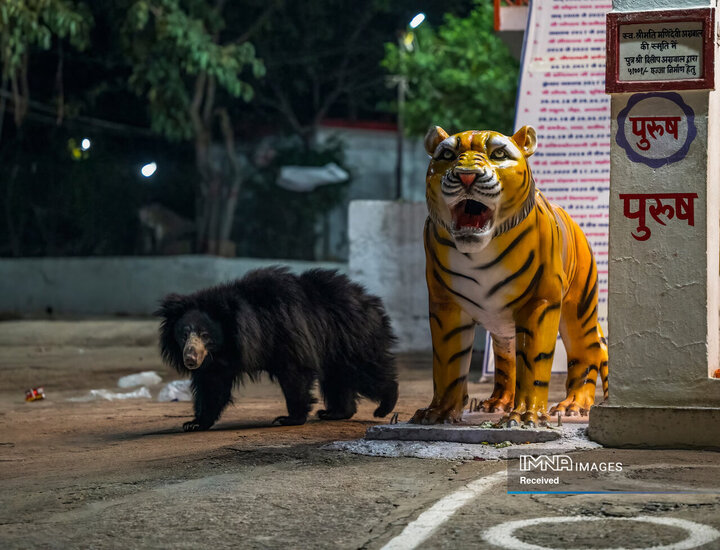 برندگان جایزه عکاسی طبیعت 2026