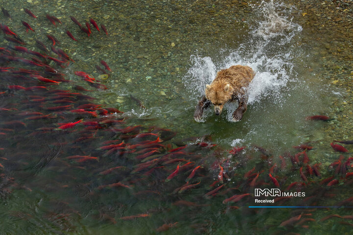 برندگان جایزه عکاسی طبیعت 2026
