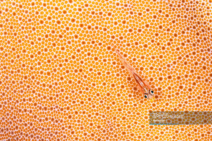 برندگان جایزه عکاسی طبیعت 2026