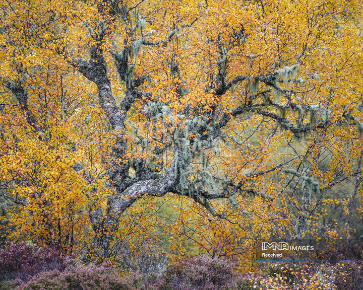 برندگان جایزه عکاسی طبیعت 2026