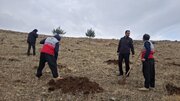 توسعه فضای سبز کرمانشاه در قالب طرح مردمی کاشت یک میلیارد درخت