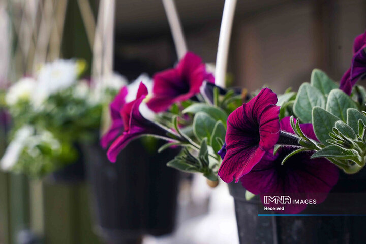 بازدید شهردار از گلخانه سازمان پارک‌ها و فضای سبز شهرداری