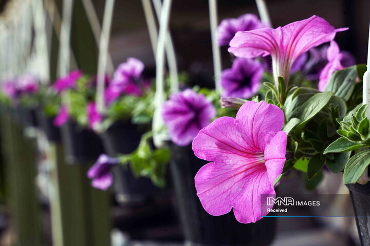 بازدید شهردار از گلخانه سازمان پارک‌ها و فضای سبز شهرداری