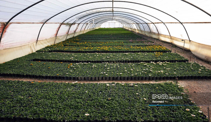 بازدید شهردار از گلخانه سازمان پارک‌ها و فضای سبز شهرداری