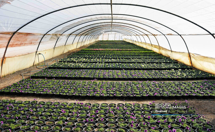 بازدید شهردار از گلخانه سازمان پارک‌ها و فضای سبز شهرداری